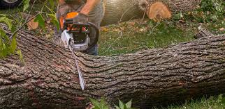 Best Tree Health Inspection  in Greenlawn, NY