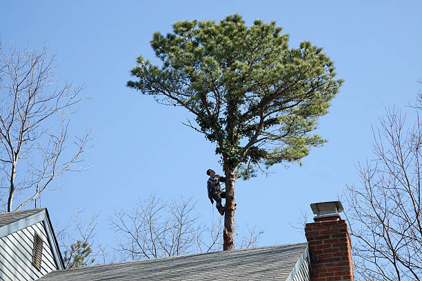  Greenlawn, NY Tree Removal Services Pros